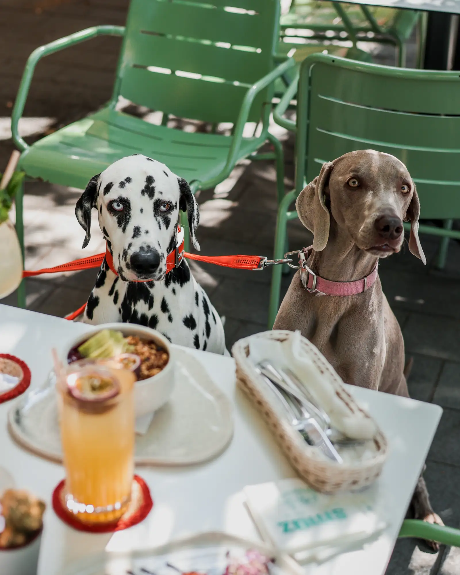 Brunch dove sono ammessi i cani al Smúz Café